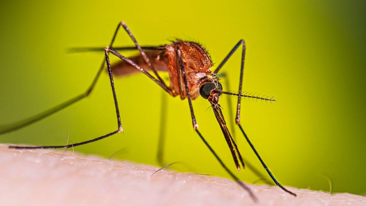 The transfer of aggression of mosquitoes to humans is highly wicked - Dem dey bite wetin no good. I...