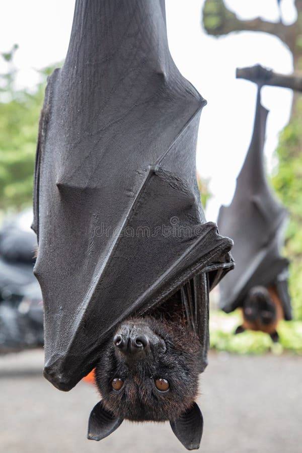 THE bat STORY
This bat is looking at Nigeria from an upside position - off the earth. It has creste...