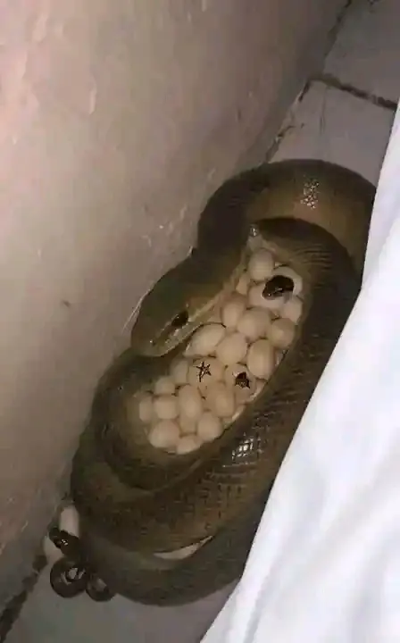 You travel for some months only for you to come back and meet this in your room🙄 what we'll you do...