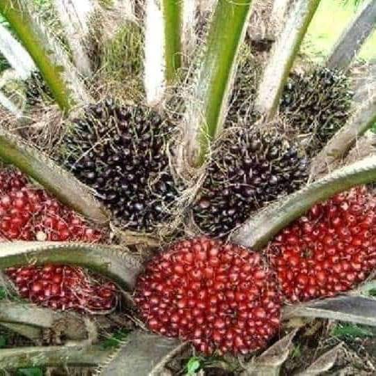 Have you invested in palm tree today?
The future is in this tree.