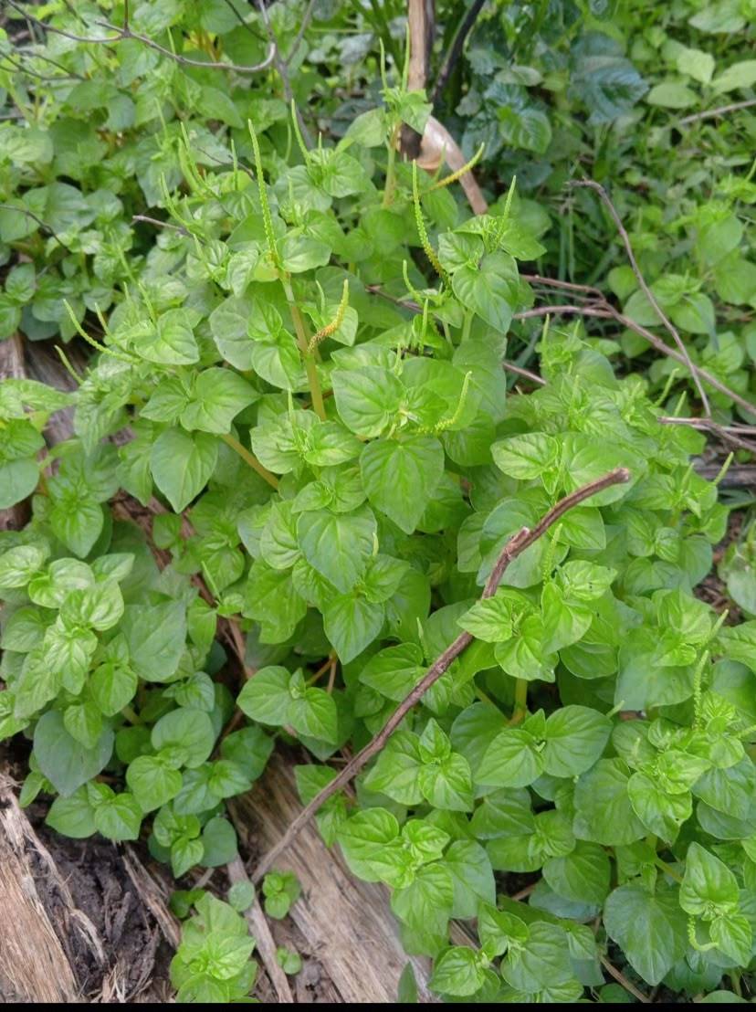 Have you seen or come across this grass? Do you know the health benefits?
Check my next post about t...
