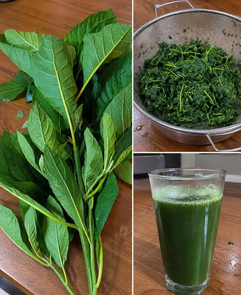 STOP THINKING BITTER LEAF IS ONLY USED FOR COOKING …👍
Did you know some people drink bitter leaf t...