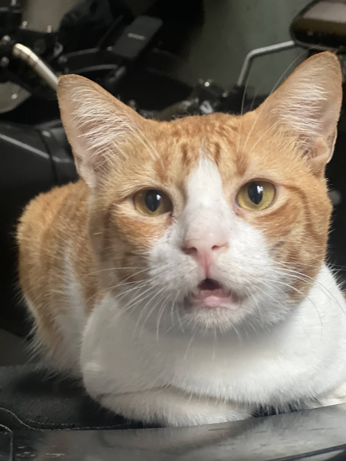 Our home cat was so shocked π
He was like βWhat are you doing???β π
