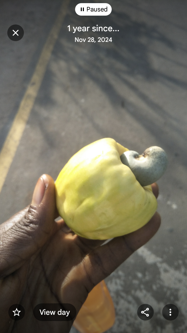 How careful are you when eating cashew fruit?