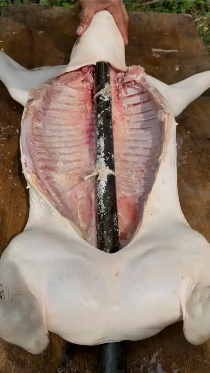 What animal is this abi na white frog?