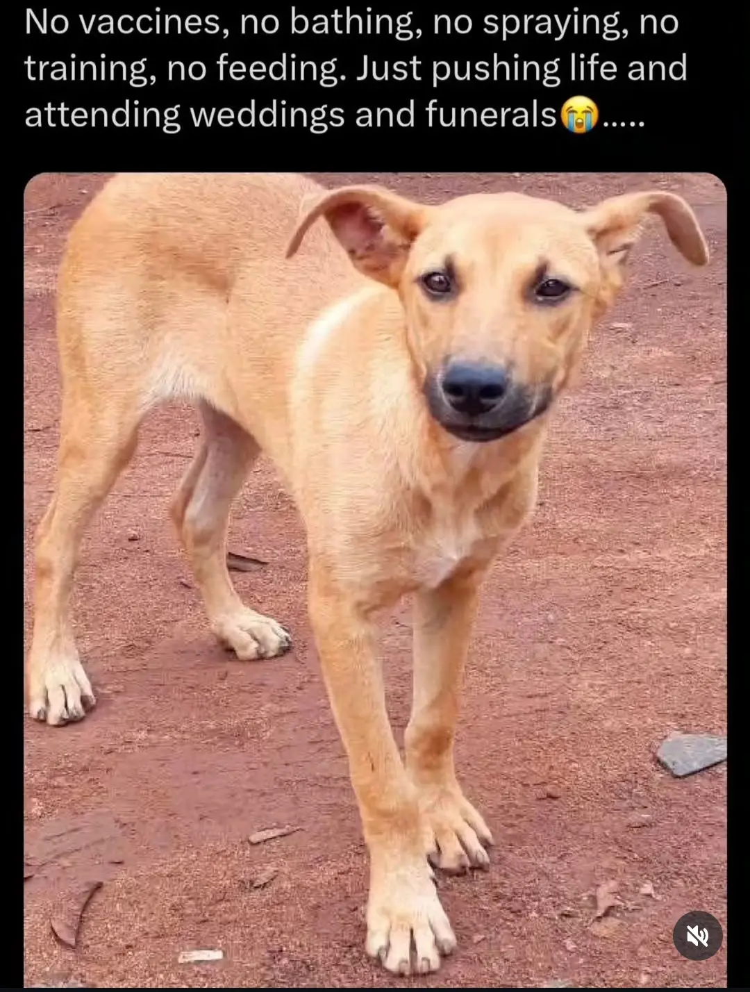 Definitely no breed can stand this.
Ever active, but never ready to protect it's owner ๐๐
Ekuke...