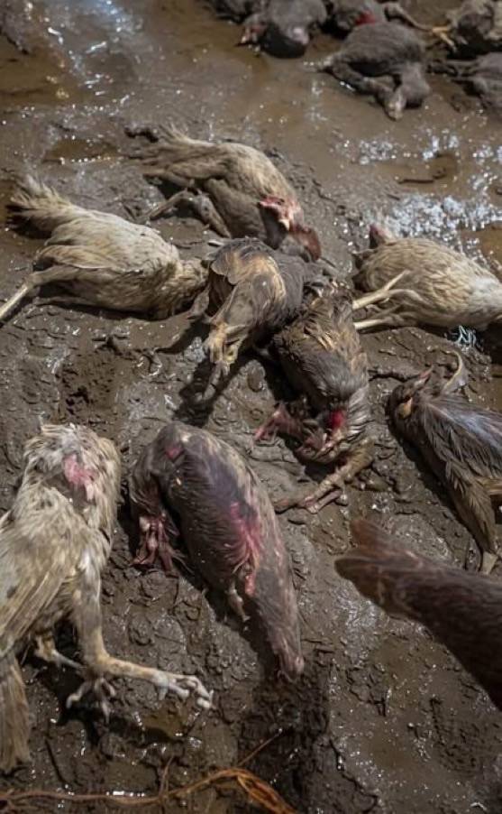 This is what South Africa did to people's poultry business.
This is not fair.