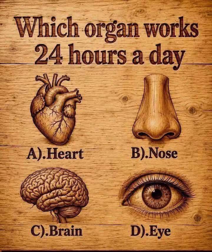 Which organ works 24 hours a day?