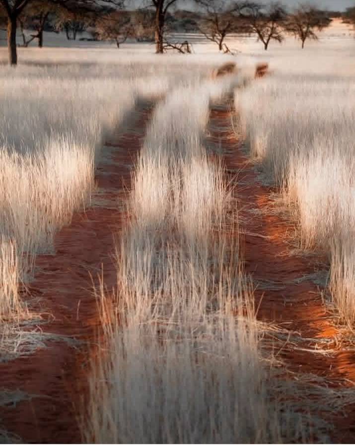 Welcome to the breathtaking Kalahari Desert! ❤️A land of endless beauty, golden grass, and unforgett...