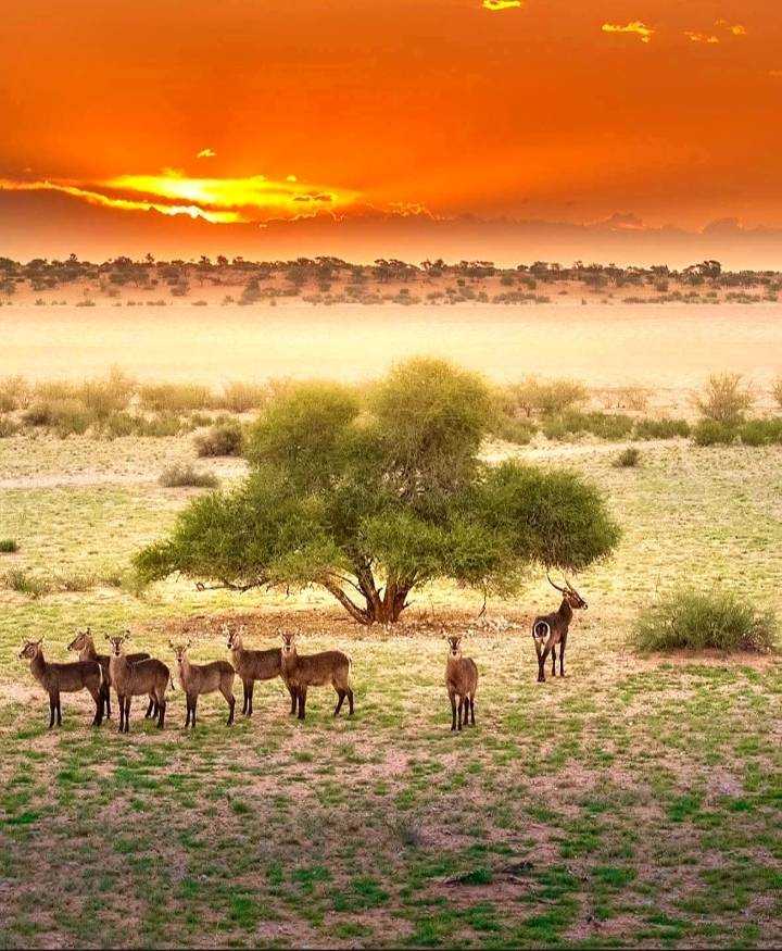 Golden hour magic in the Kalahari 🇿🇦 A quiet herd pausing under an acacia tree as the sun melts into...
