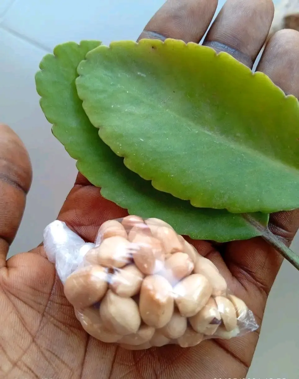 Miracle leave and groundnut🙄
what does it work please????????