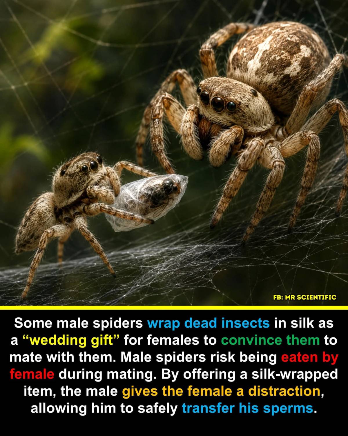 Male spiders often present females with a “nuptial gift,” usually a dead insect wrapped carefully in...