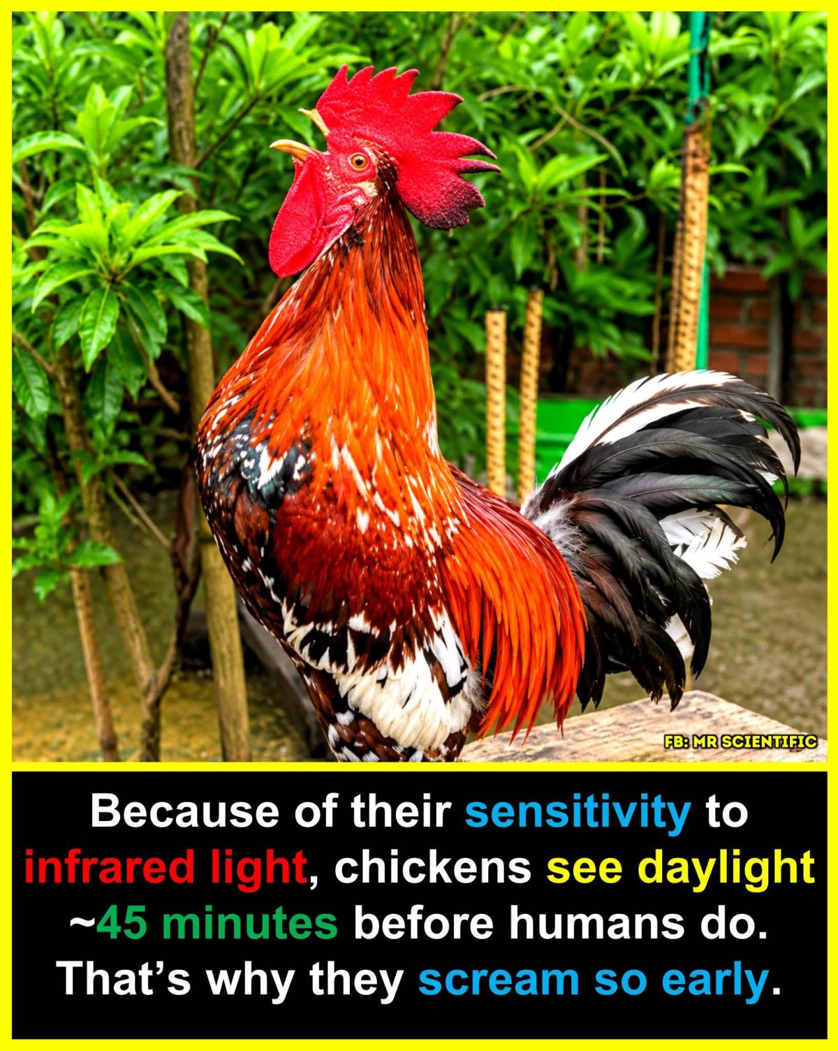 Chickens experience the world very differently from humans.
Their eyes are highly sensitive to lig...