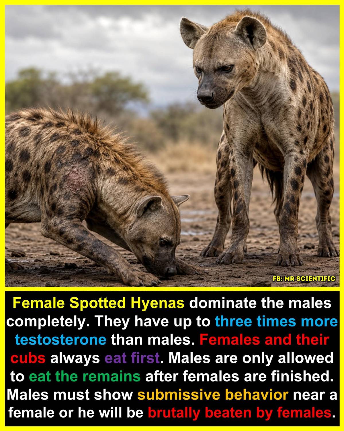 Spotted hyenas live in one of the most unusual social systems in the animal kingdom.
Unlike lions...