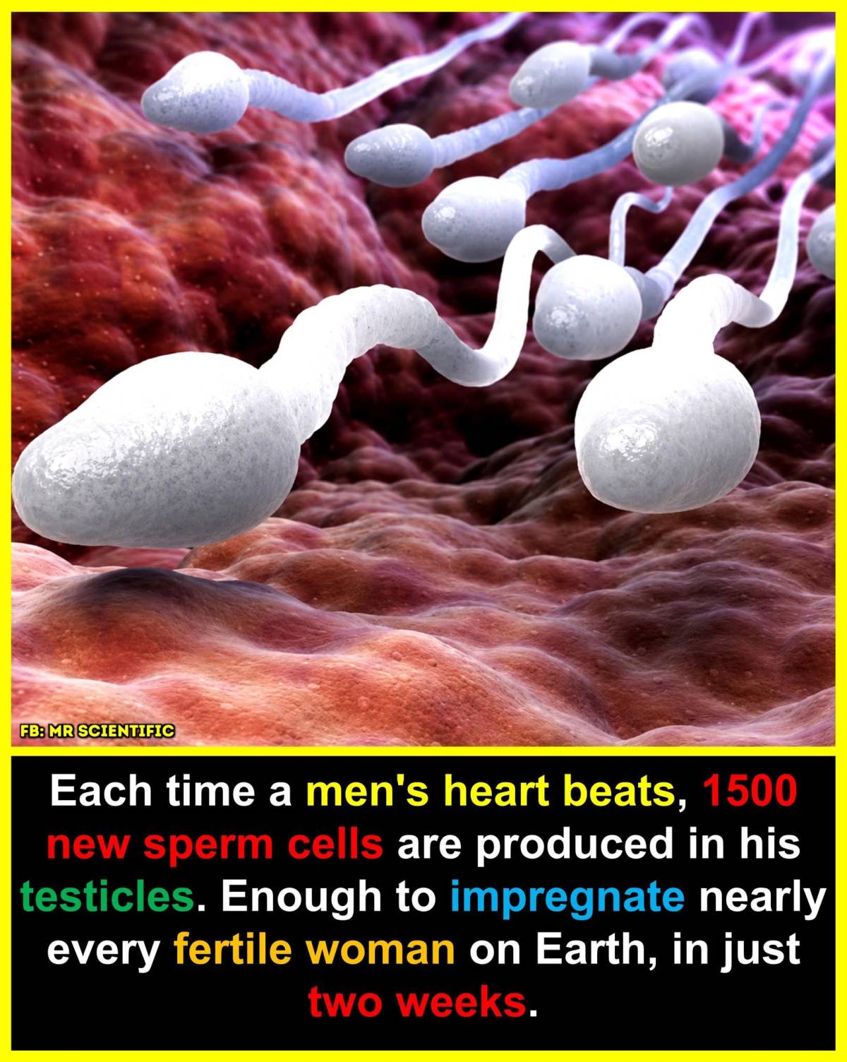 On average, a healthy adult male creates around 1,500 sperm cells every second, which adds up to mil...
