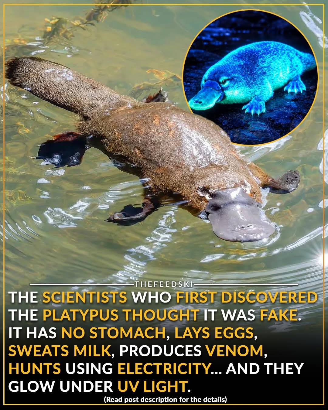 In 1799, a British scientist named George Shaw received a strange dried skin in the mail from Austra...