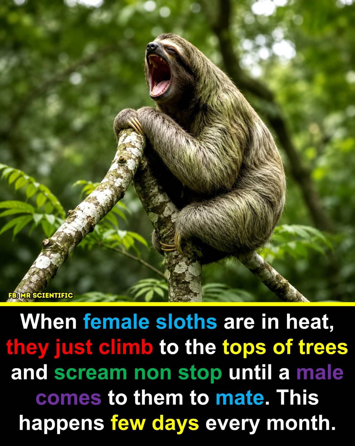 Unlike many mammals that actively search for mates, a female sloth in estrus often advertises her av...
