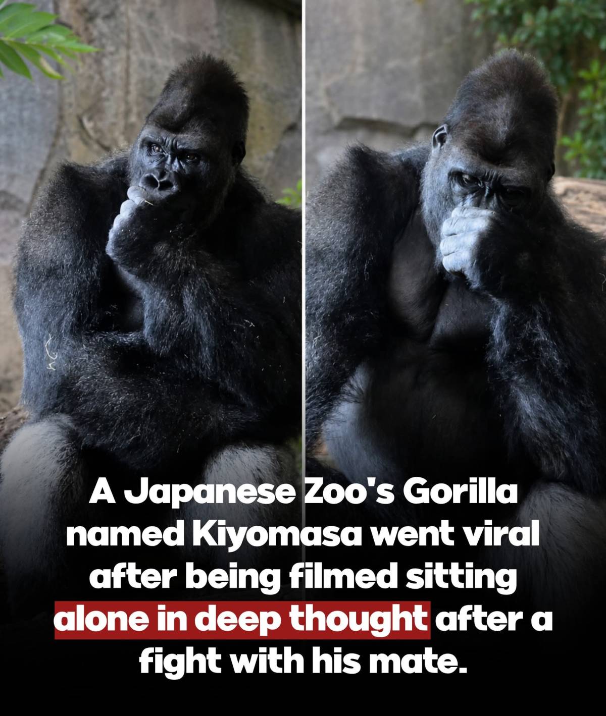 ๐ญ๐ฆ Bro just needed a minute.
After reportedly getting into an argument with his mate, Satsuki, Ki...