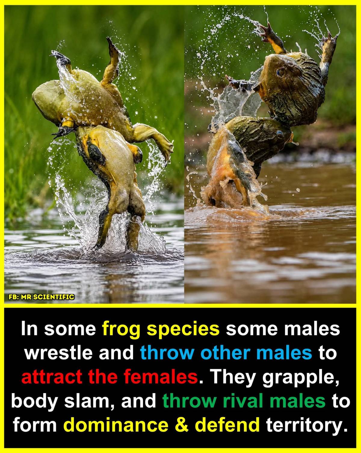 In several frog species, especially those that gather in large numbers during breeding season, males...
