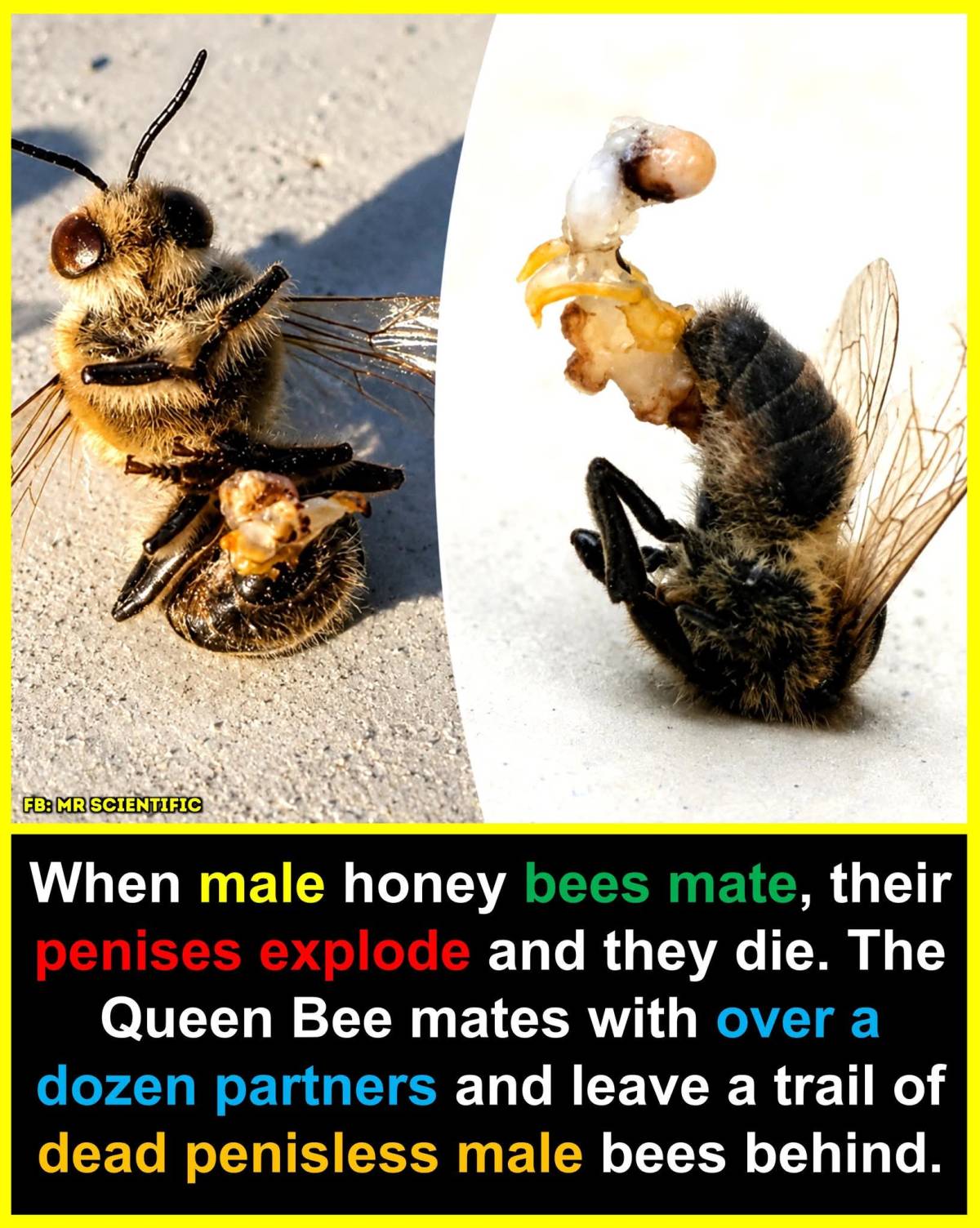 Male honey bees, known as drones, have only one purpose in the colony: to mate with a queen.
Durin...