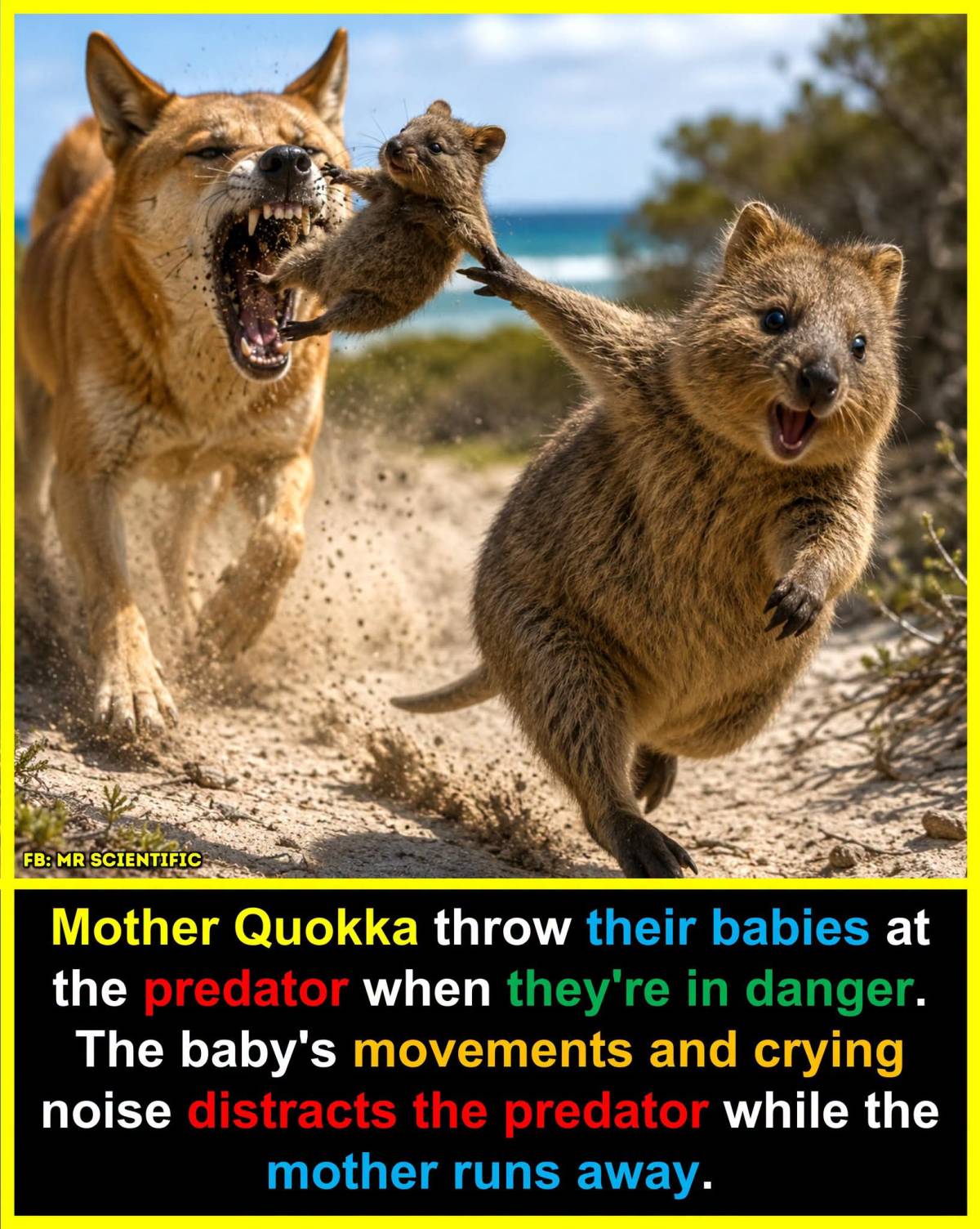 Mother quokkas do not intentionally pick up and throw their babies at predators like a weapon.
How...