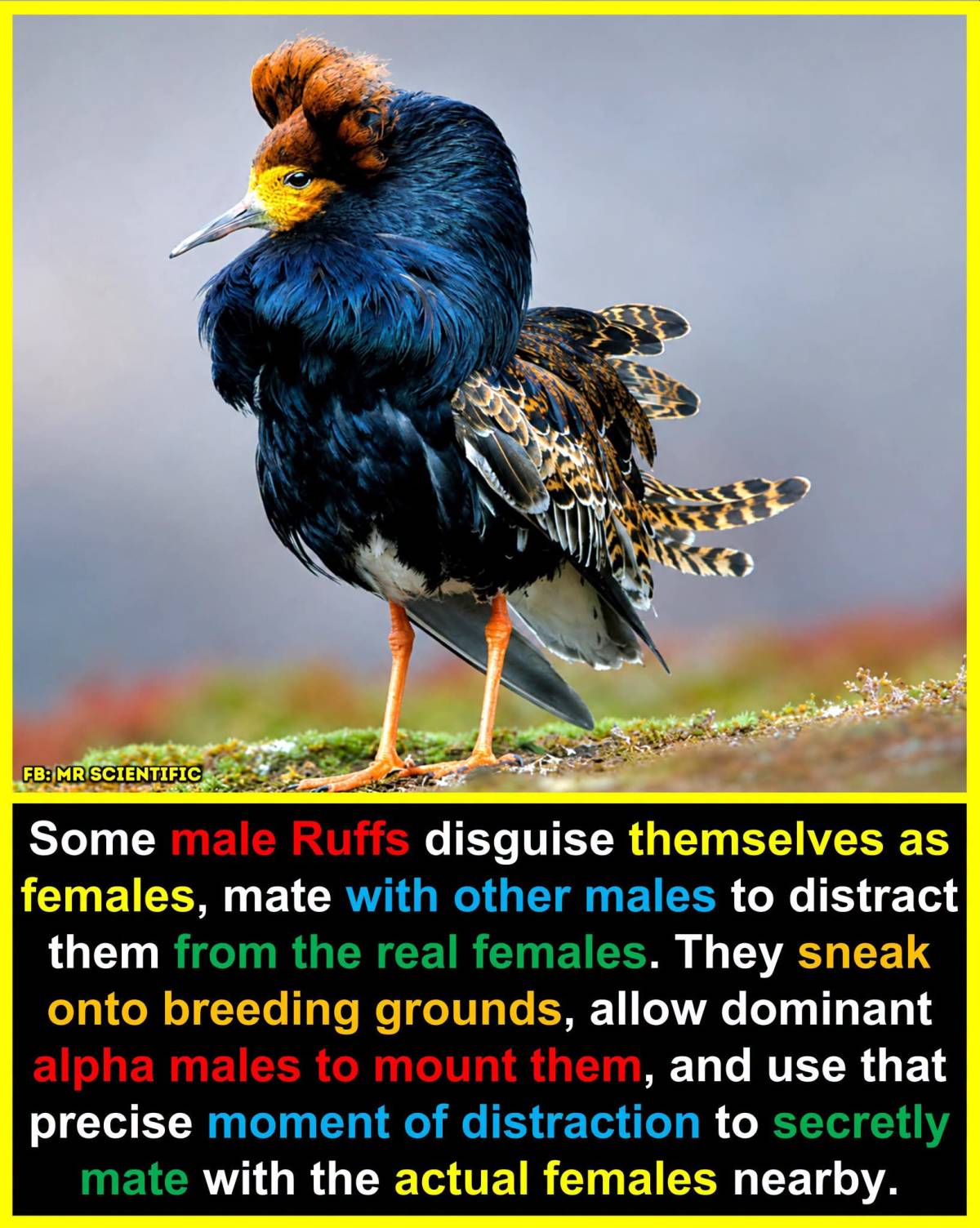 Ruffs have one of the most unusual mating systems in the bird world.
Instead of every male competin...