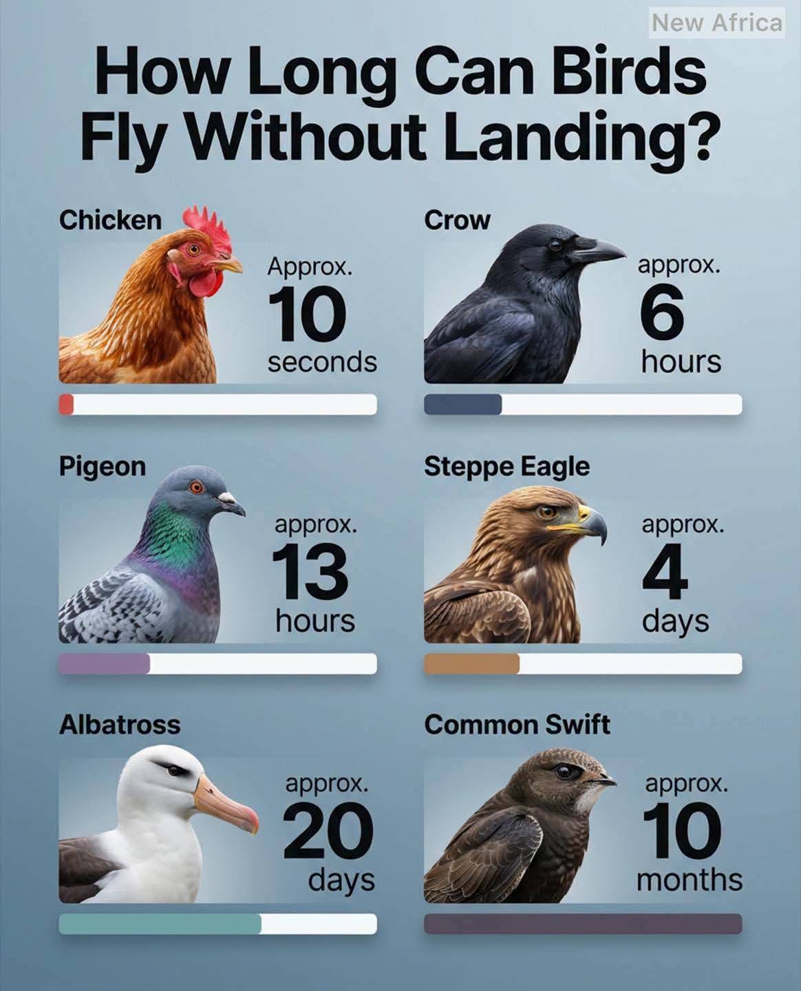 Airborne Legends: From Seconds to 10 Months Straight
In the avian world, flight ranges from quick e...