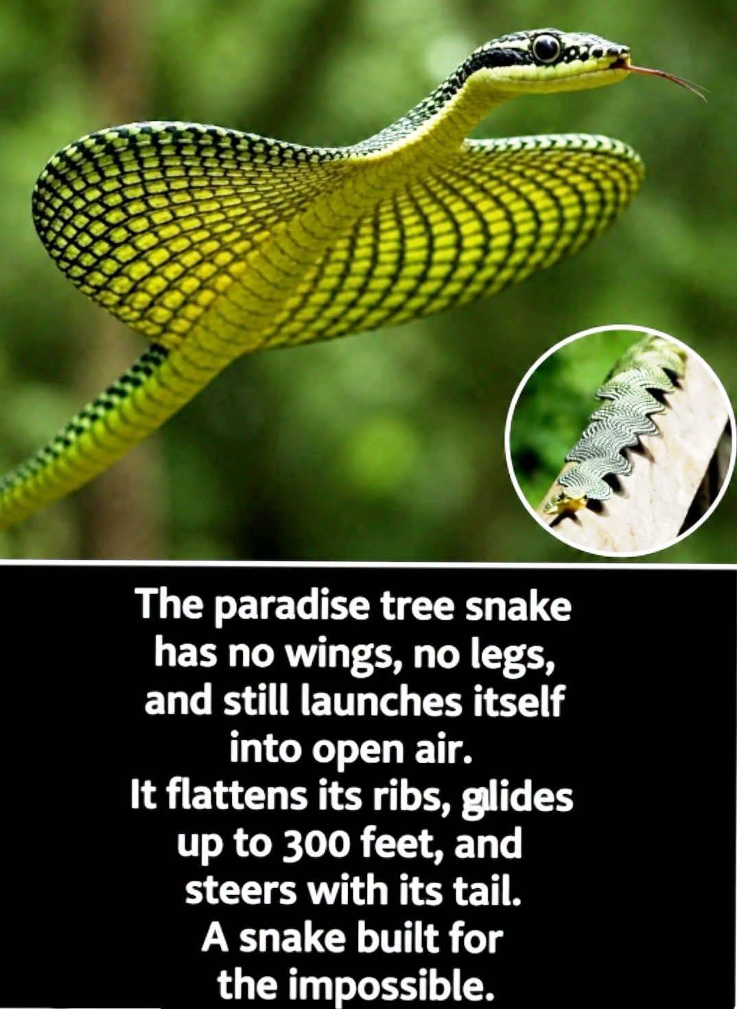The paradise tree snake uses active body shaping, air control, and fluid midair movement to glide th...
