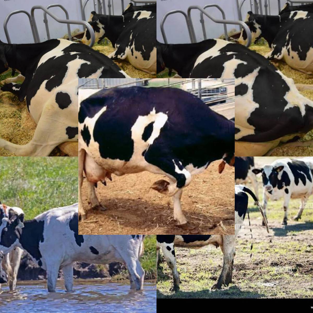 The cow that constantly defecates on its tail, thinking it is shaming its owner, will soon realize...