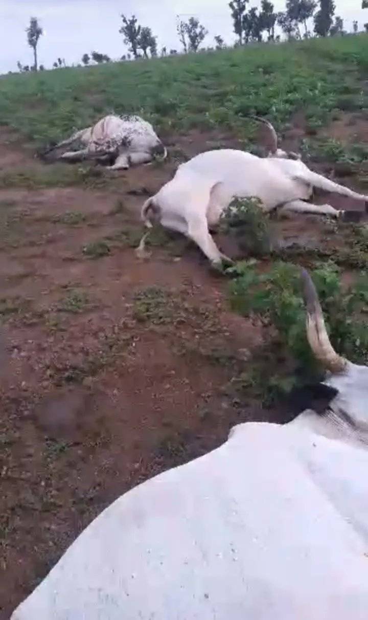 JUST IN: A 41-year-old herder, Musa Lawal, reportedly collapsed after 42 of his cows died in Koroko...