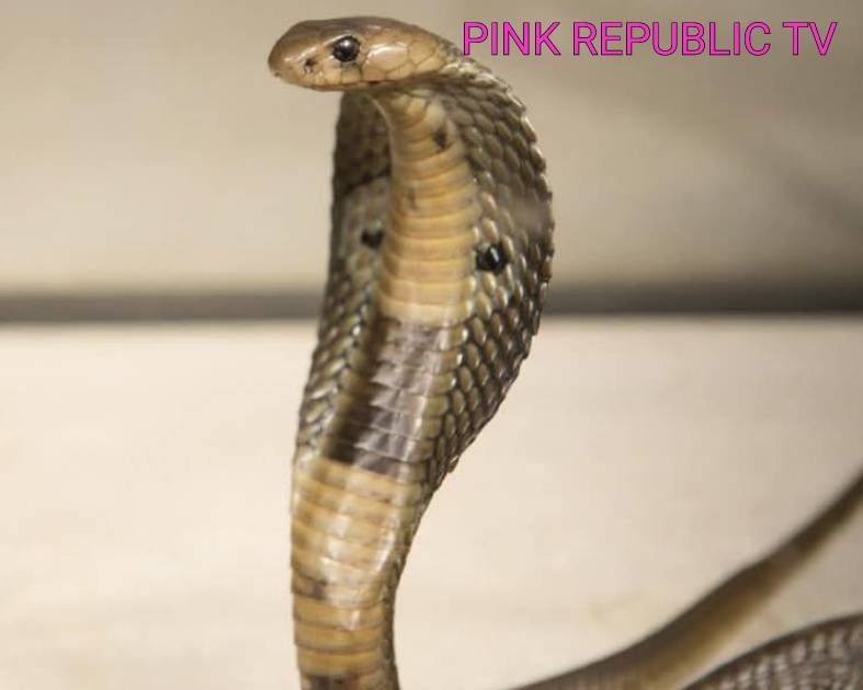 https://pinkrepublic12.blogspot.com/2026/04/german-tourist-dies-after-snake.html?m=1