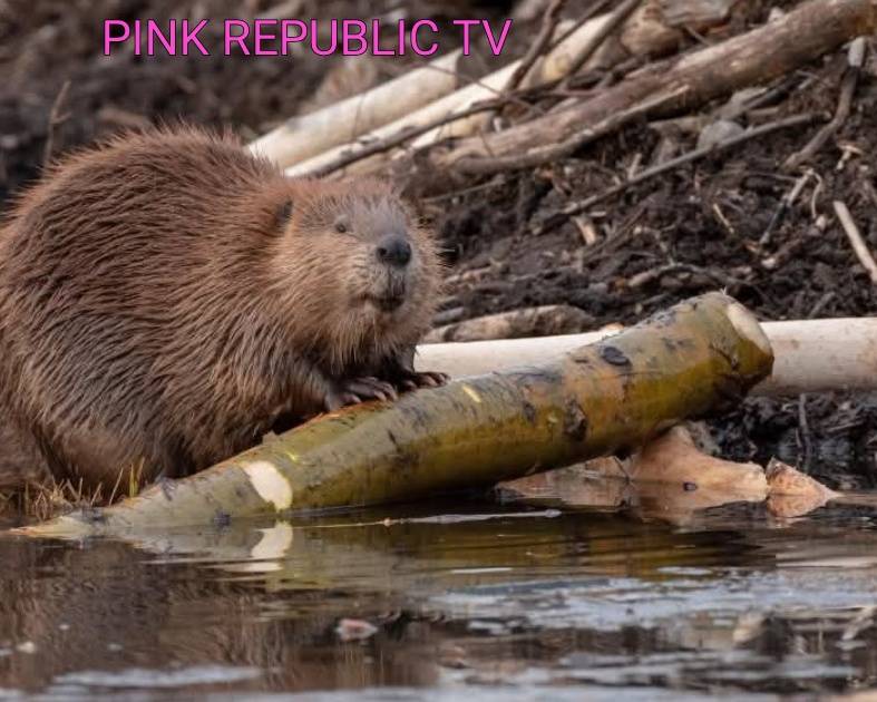 https://pinkrepublic12.blogspot.com/2026/05/rabid-beaver-attacks-child-and-others.html?m=1