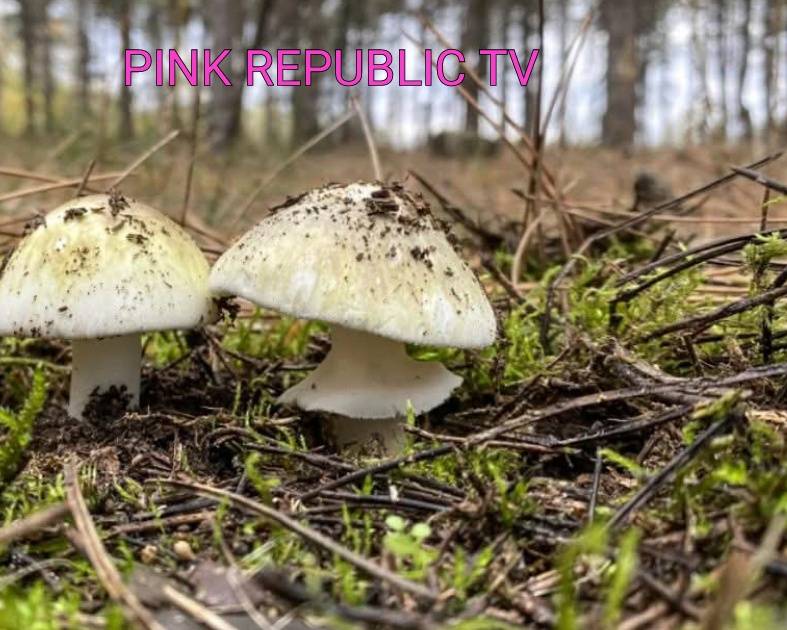 https://pinkrepublic12.blogspot.com/2026/05/california-mushroom-poisoning-outbreak.html?m=1