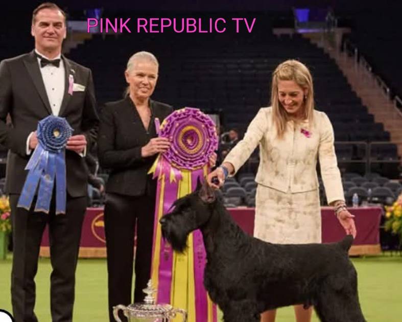 https://pinkrepublic12.blogspot.com/2026/05/westminster-dog-show-moves-to-netflix.html?m=1