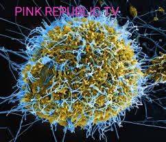 https://pinkrepublic12.blogspot.com/2026/05/ebola-virus-disease-faan-intensifies.html?m=1