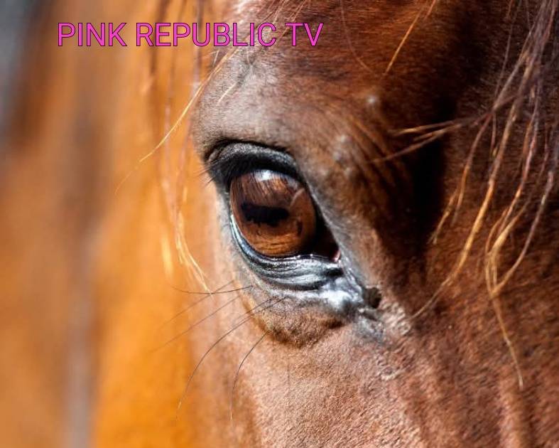 https://pinkrepublic12.blogspot.com/2026/06/teen-arrested-after-three-horses.html?m=1