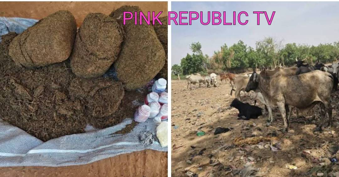 https://pinkrepublic12.blogspot.com/2026/06/sokoto-police-command-arrests-suspected.html?m=1