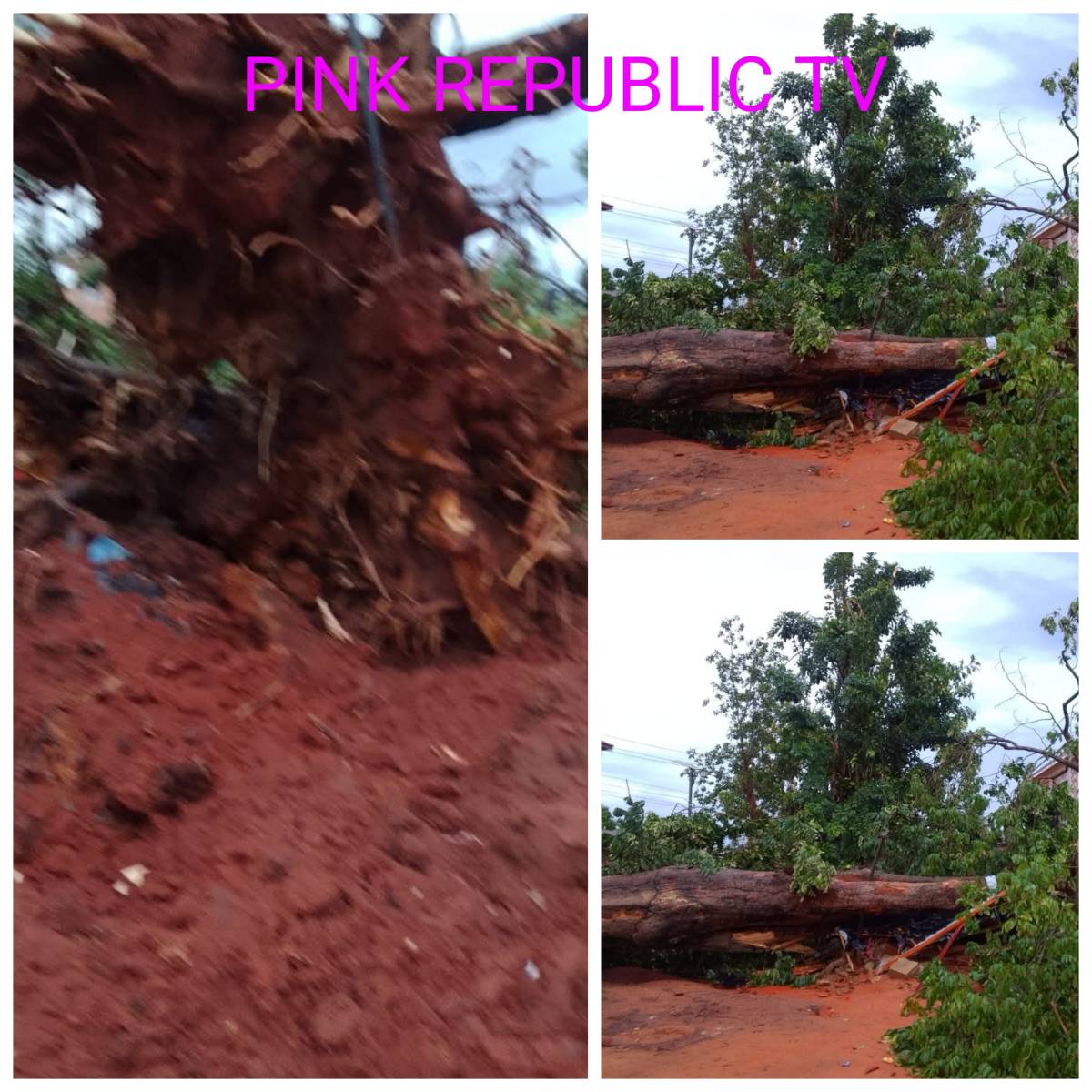 https://pinkrepublic12.blogspot.com/2026/06/tragedy-averted-as-120-year-old.html?m=1