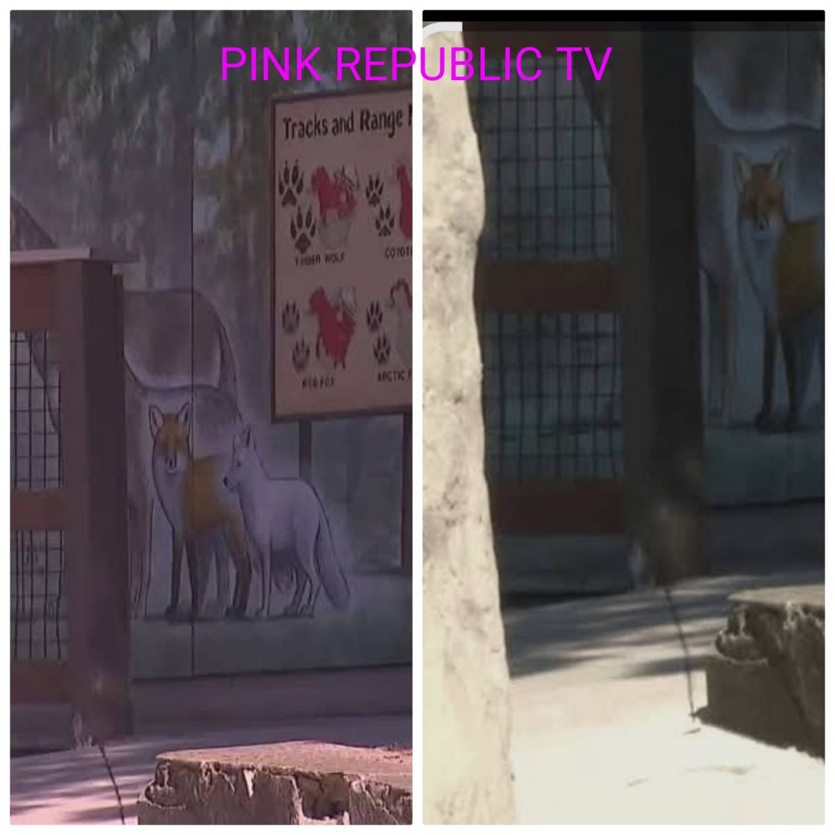 https://pinkrepublic12.blogspot.com/2026/06/two-zoo-employees-hospitalized-after.html?m=1