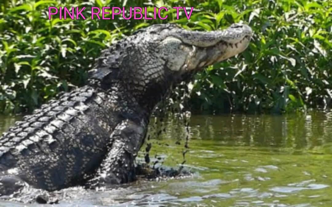 https://pinkrepublic12.blogspot.com/2026/06/an-alligator-assisted-louisiana.html?m=1