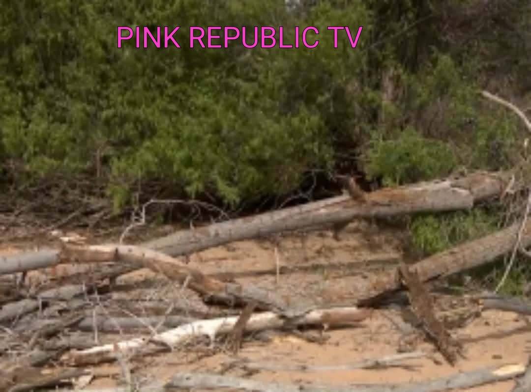 https://pinkrepublic12.blogspot.com/2026/06/a-fun-summer-day-at-beach-turned-tragic.html?m=1