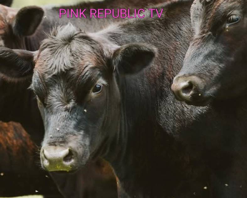 https://pinkrepublic12.blogspot.com/2026/06/mexico-suspends-most-us-livestock.html?m=1