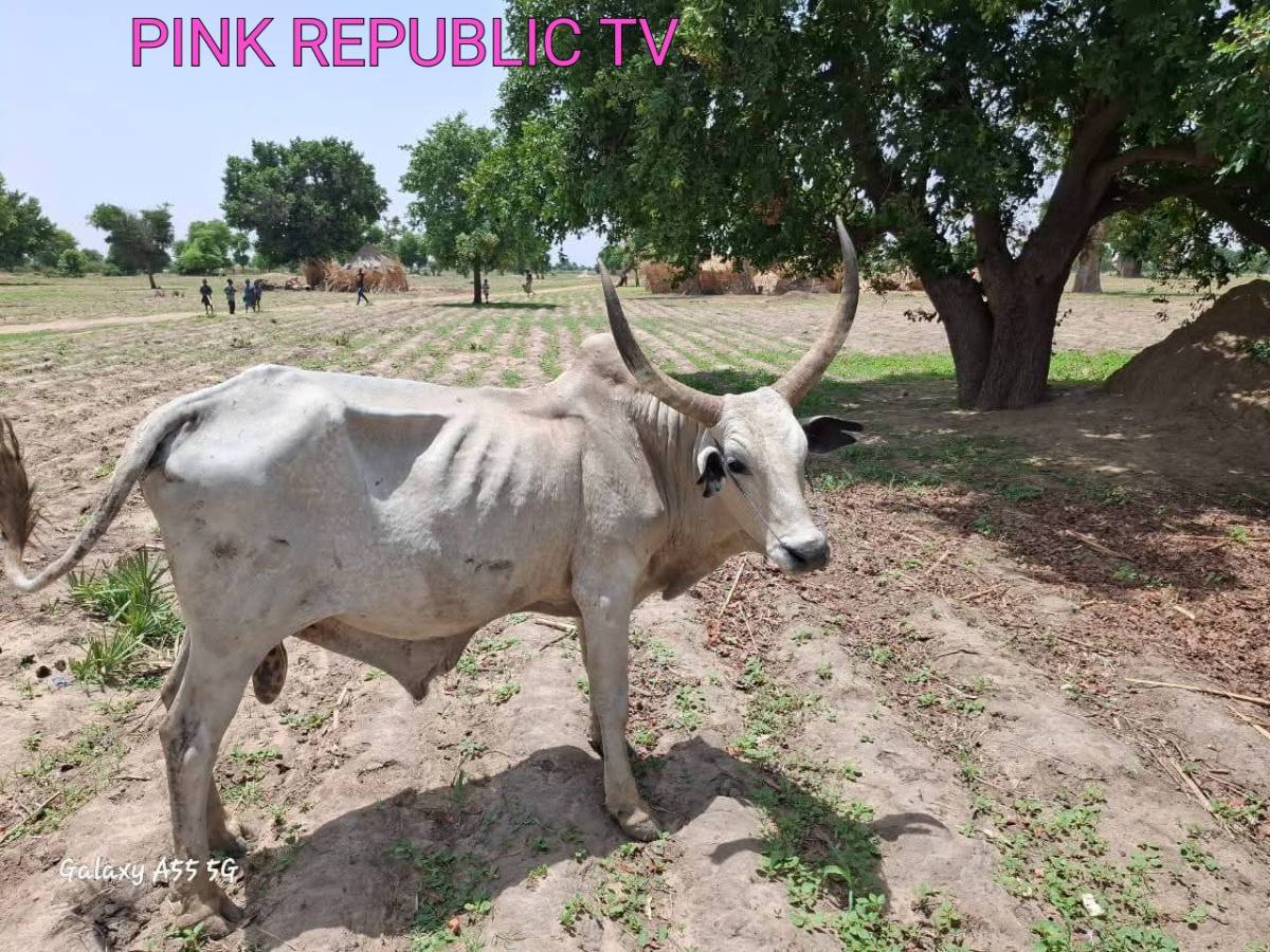 https://pinkrepublic12.blogspot.com/2026/06/bauchi-police-detectives-recover-n-15m.html?m=1