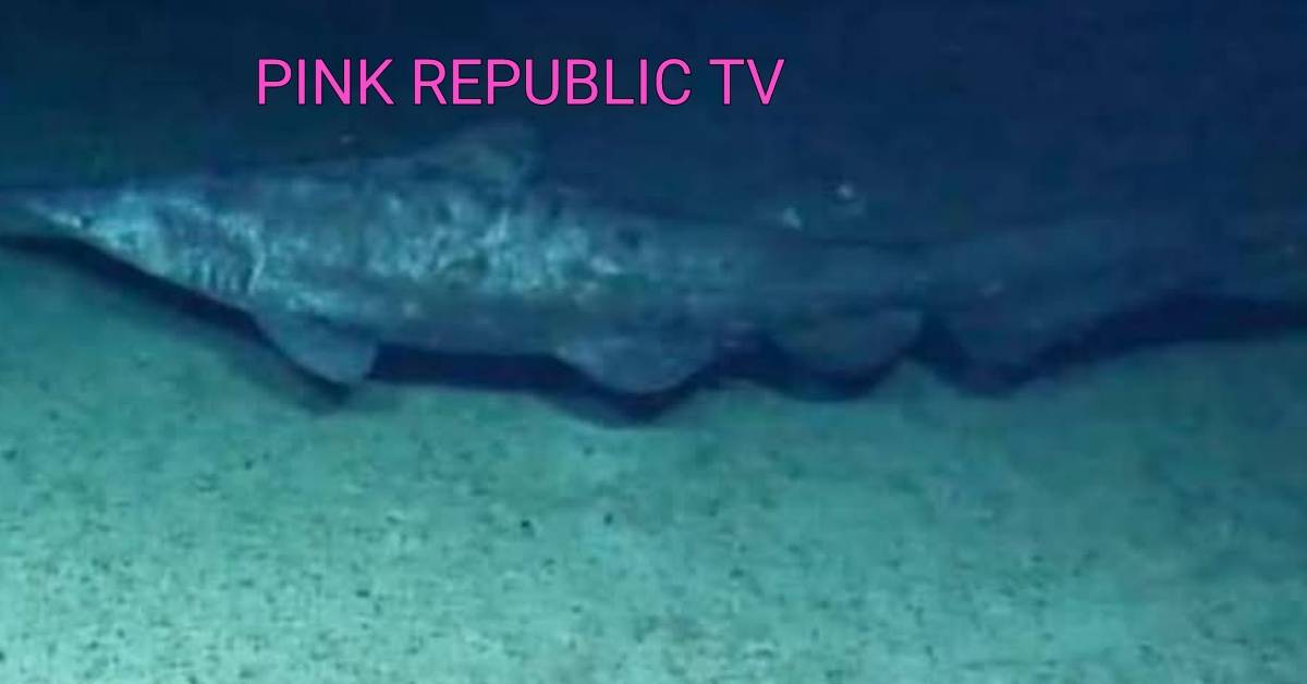 https://pinkrepublic12.blogspot.com/2026/06/scientists-confirm-first-ever-wild.html?m=1