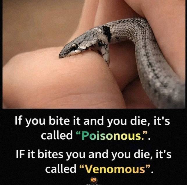 The best way to remember the difference between POISONOUS and VENOMOUS animals is the expression bel...