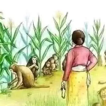 When baboons and monkeys heard that the farmer who used to chase them from the maize field had died,...