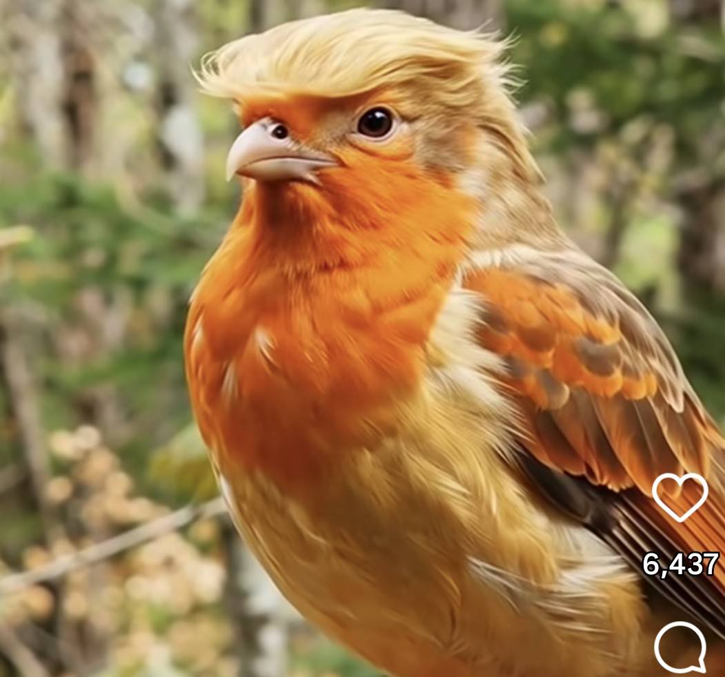 I was watching Net-Geo in my Tele for house, I shock wen I come see bird wey Resemble Oga Trump of A...