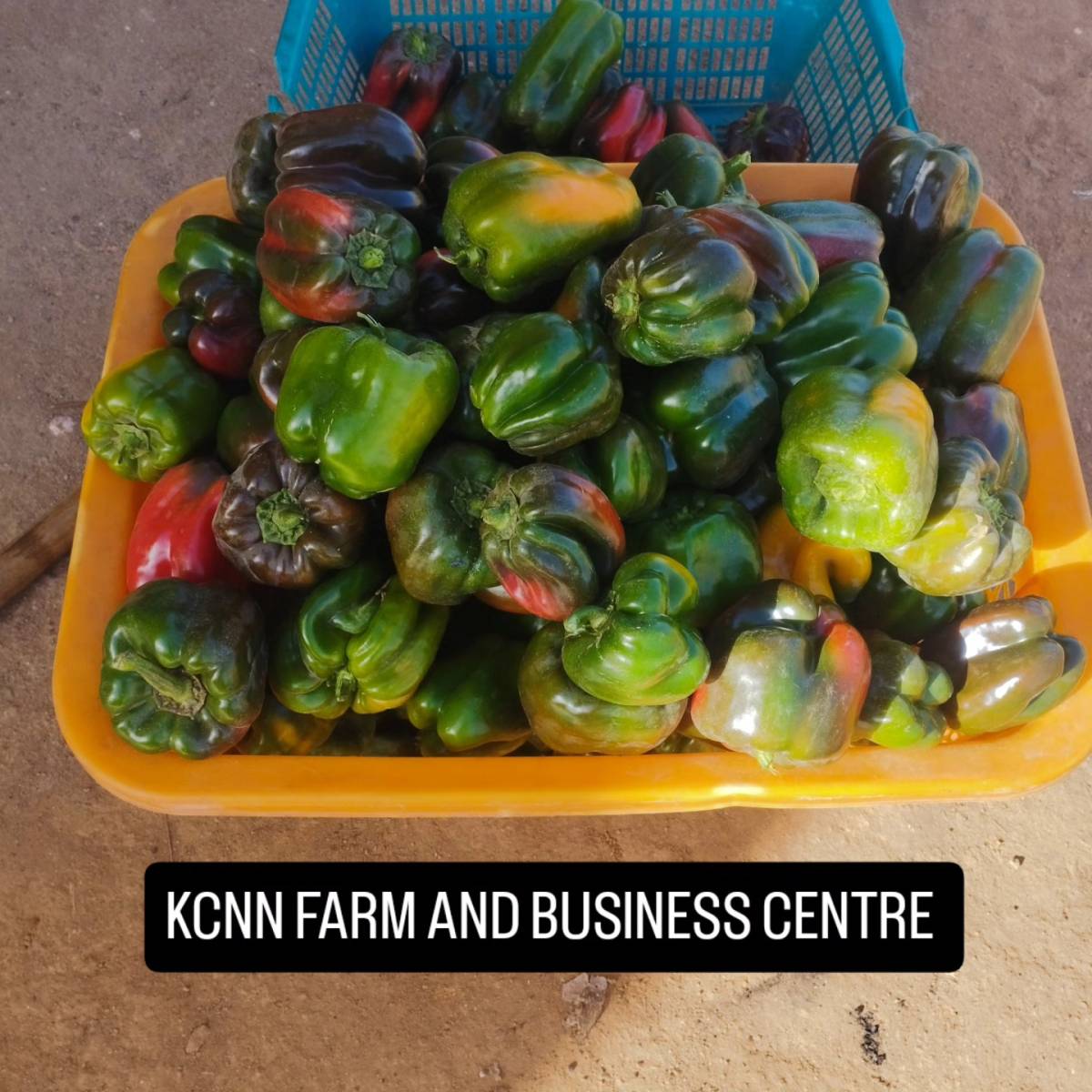 KCNN FARM AND BUSINESS CONCEPT.
JOS PLATEAU STATE, NIGERIA