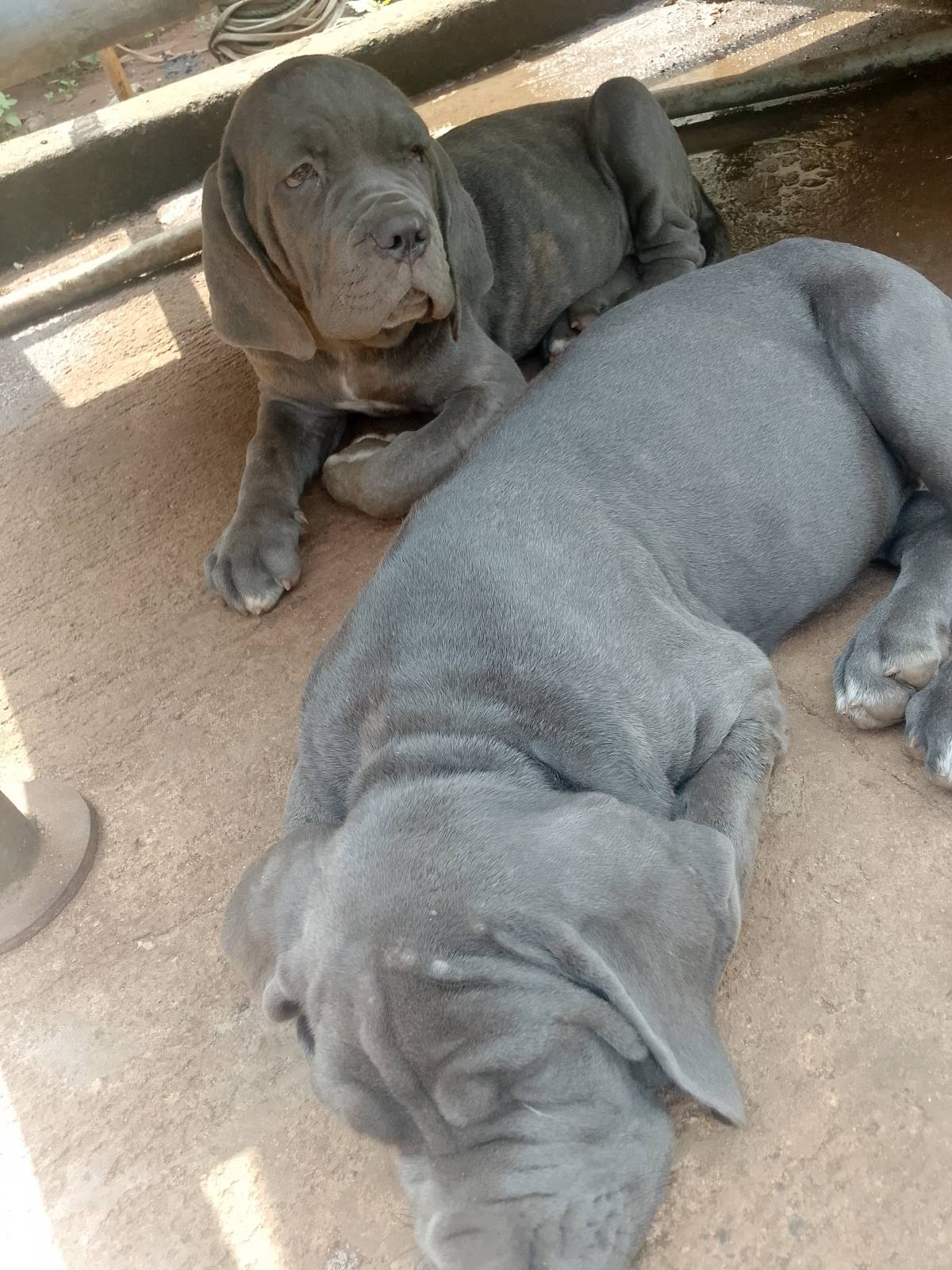 Neapolitan mastiff puppies for sale.
Location: Benin city Edo State