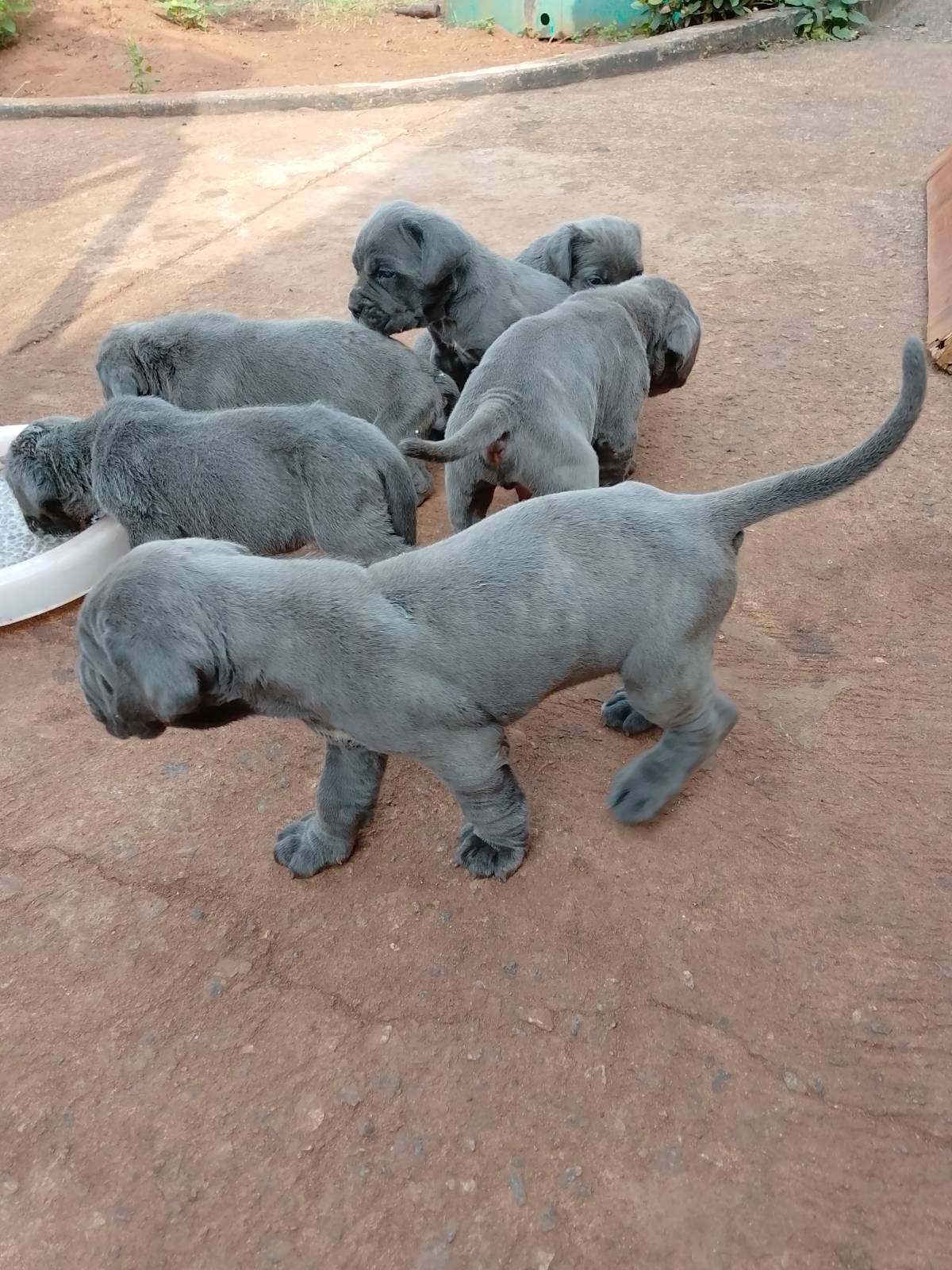 Neapolitan mastiff puppies for sale.
Location::: Benin city Edo State Nigeria.
#LekeeLekeeFamily #Le...